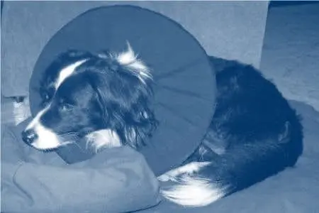Tierkrankenversicherung hier vergleichen Die Tierkrankenversicherung für Hund, Pferd oder Kaninchen als Kostenschutz bei Erkrankung des Tieres oder als OP-Kostenschutz bei Krankheit oder Unfall, Angebote hier vergleichen.